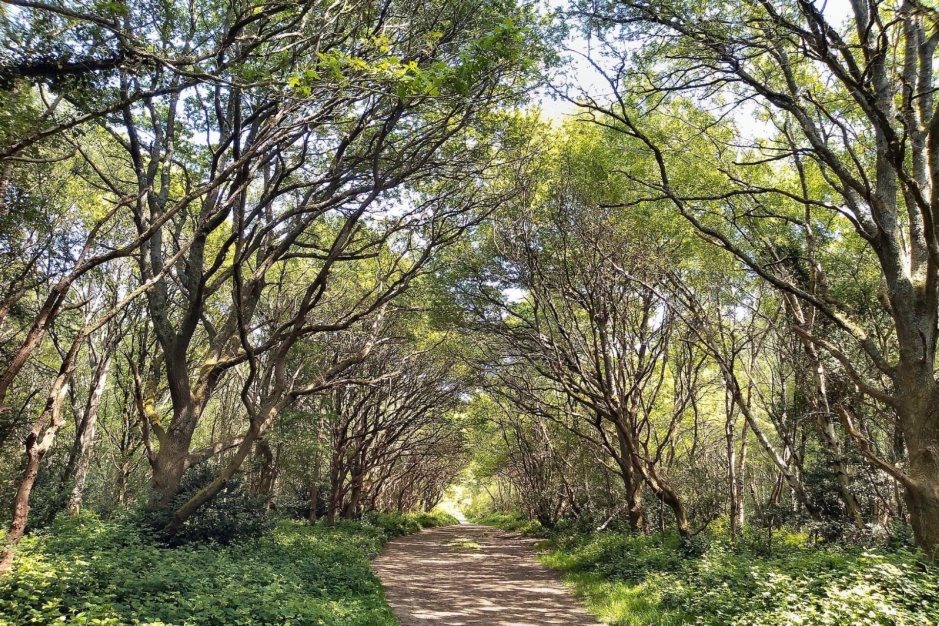 A sunlit path through the woods
